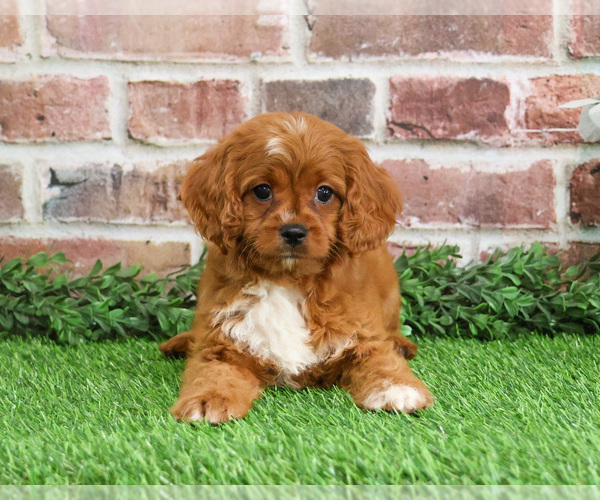 Medium Photo #11 Cavapoo (Miniature) Puppy For Sale in SYRACUSE, IN, USA