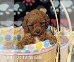 Small Photo #4 Poodle (Toy) Puppy For Sale in CLARE, IL, USA