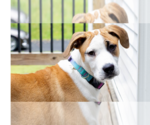 Small #16 Labrador Retriever Mix