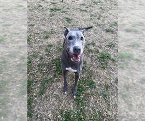 Mutt Dogs for adoption in Plano, TX, USA