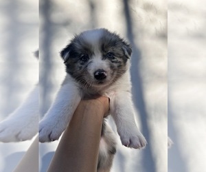 Australian Shepherd Puppy for sale in TYLER, TX, USA