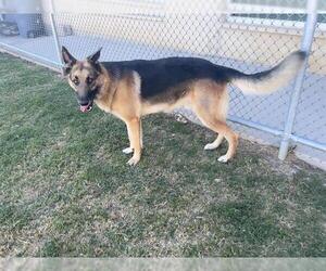 German Shepherd Dog-Unknown Mix Dogs for adoption in Grand Prairie, TX, USA