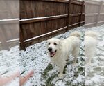 Small Photo #16 Great Pyrenees Puppy For Sale in Germantown, OH, USA