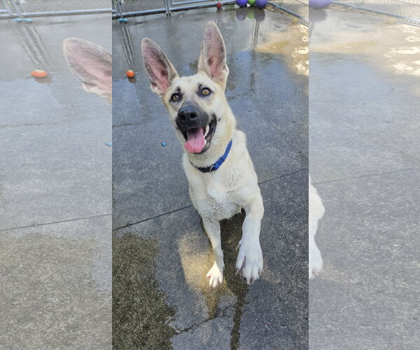 Medium Photo #4 German Shepherd Dog-Unknown Mix Puppy For Sale in Rockaway, NJ, USA