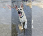 Small #3 German Shepherd Dog Mix