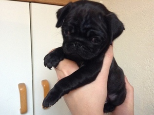 Pug Puppy for sale in AIRWAY HEIGHTS, WA, USA