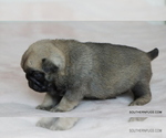 Small #6 Pug