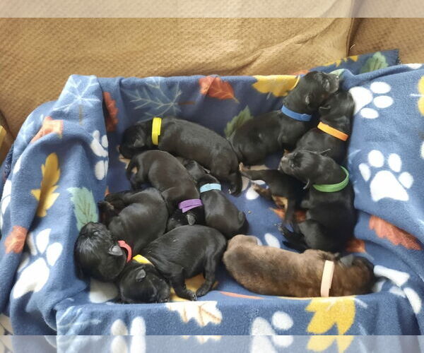 Medium Photo #4 Labrador Retriever-Unknown Mix Puppy For Sale in San Diego, CA, USA