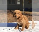 Small Photo #5 Goldendoodle (Miniature) Puppy For Sale in VACAVILLE, CA, USA