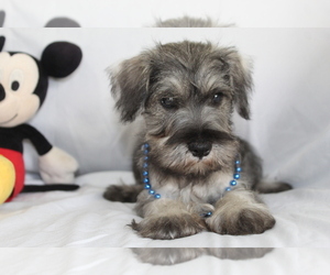 Schnauzer (Miniature) Puppy for sale in BROOKSVILLE, FL, USA
