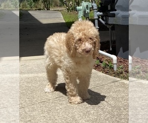 Labradoodle-Poodle (Standard) Mix Puppy for sale in ALAFAYA, FL, USA