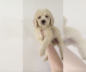 Goldendoodle (Miniature) Puppy for sale in CENTRALIA, IL, USA