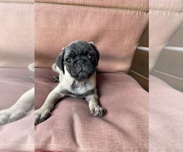 Medium Photo #2 Pug Puppy For Sale in LEEDS, NY, USA