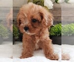 Puppy Puppy 2 Cavapoo