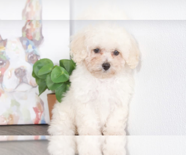 Medium Photo #1 Poodle (Toy) Puppy For Sale in RED LION, PA, USA