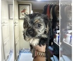 Small #3 Morkie