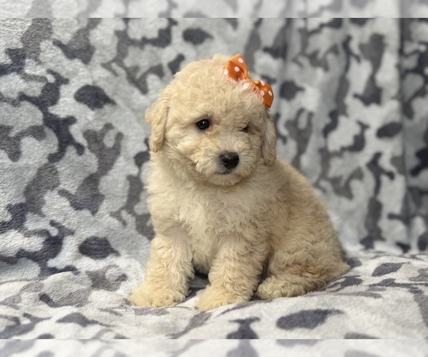 Medium Photo #8 Bichpoo Puppy For Sale in LAKELAND, FL, USA