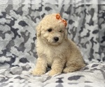 Small #7 Bichpoo