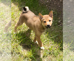 Small Photo #2 Shiba Inu Puppy For Sale in MILWAUKEE, WI, USA