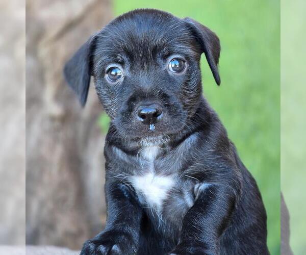 Medium Photo #2 Mutt Puppy For Sale in San Diego, CA, USA