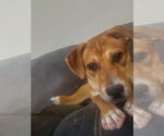 Small #9 Mutt