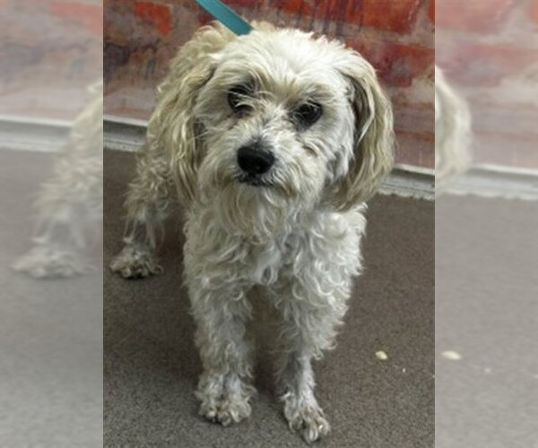 Medium Photo #1 Poodle (Miniature)-Unknown Mix Puppy For Sale in San Bernardino, CA, USA