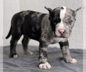 American Bully Puppy for sale in SAN DIEGO, CA, USA