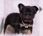 Small Photo #4 French Bulldog Puppy For Sale in WARSAW, IN, USA