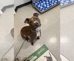 Small American Pit Bull Terrier