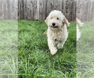 Goldendoodle Dog for Adoption in VALLEJO, California USA