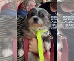 Small Photo #6 Mutt Puppy For Sale in Grafton, WI, USA