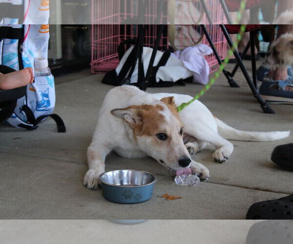 Medium Photo #2 Mutt Puppy For Sale in Holly Springs, NC, USA