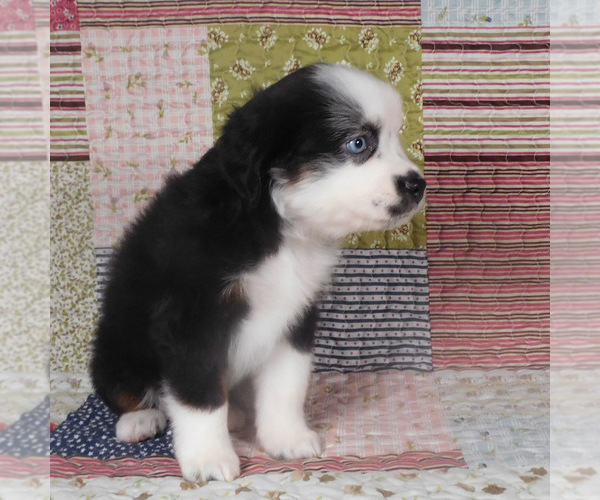 Medium Photo #7 Miniature Australian Shepherd Puppy For Sale in HARRISON, OH, USA