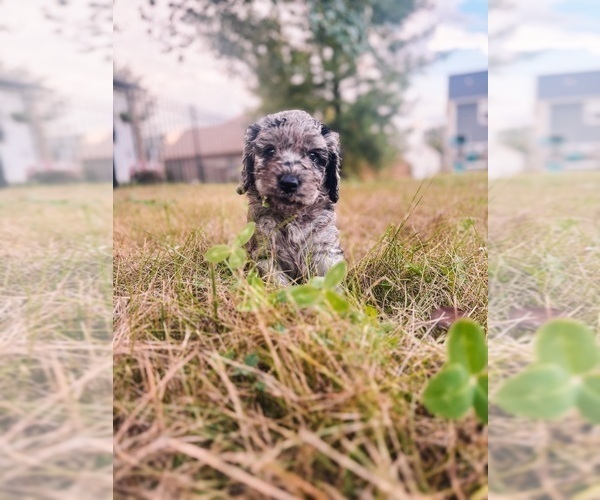 Medium Photo #3 Golden Mountain Doodle  Puppy For Sale in TRAFALGAR, IN, USA