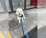 Small #2 Maltipoo (Miniature)