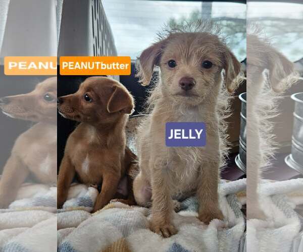 Medium Photo #5 Chiweenie Puppy For Sale in Wakefield, RI, USA