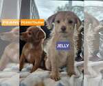 Small #4 Chiweenie