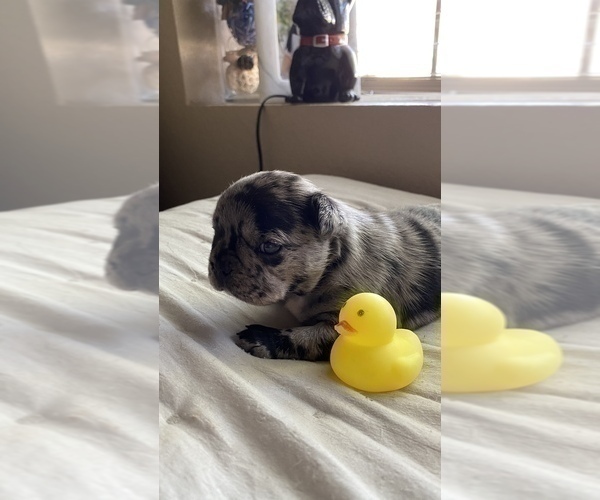 Medium Photo #721 French Bulldog Puppy For Sale in CERES, CA, USA