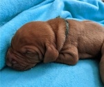 Small Photo #1 Vizsla Puppy For Sale in ELLSWORTH, ME, USA