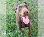 Small #1 Doberman Pinscher