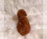 Small #3 Poodle (Toy)