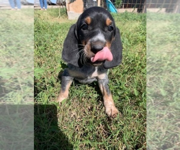 Medium Photo #1 Bluetick Coonhound Puppy For Sale in BEEVILLE, TX, USA