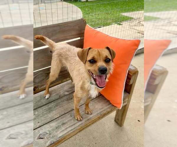 Medium Photo #3 Mutt Puppy For Sale in San Leon, TX, USA