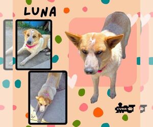 Mutt Dogs for adoption in Lindsay, CA, USA