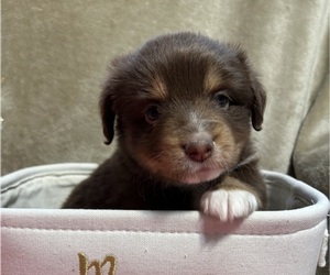 Medium Miniature Australian Shepherd