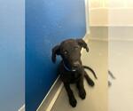 Small Labrador Retriever Mix