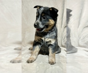Australian Cattle Dog Puppy for sale in HILLSBORO, WI, USA