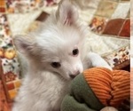 Small #6 Pomsky