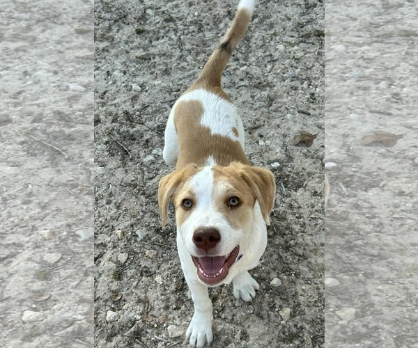 Medium Photo #2 American Staffordshire Terrier-Mastiff Mix Puppy For Sale in Princeton, MN, USA