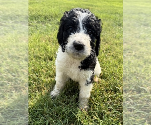 Medium Photo #7 Bernedoodle-Poodle (Standard) Mix Puppy For Sale in MENIFEE, CA, USA